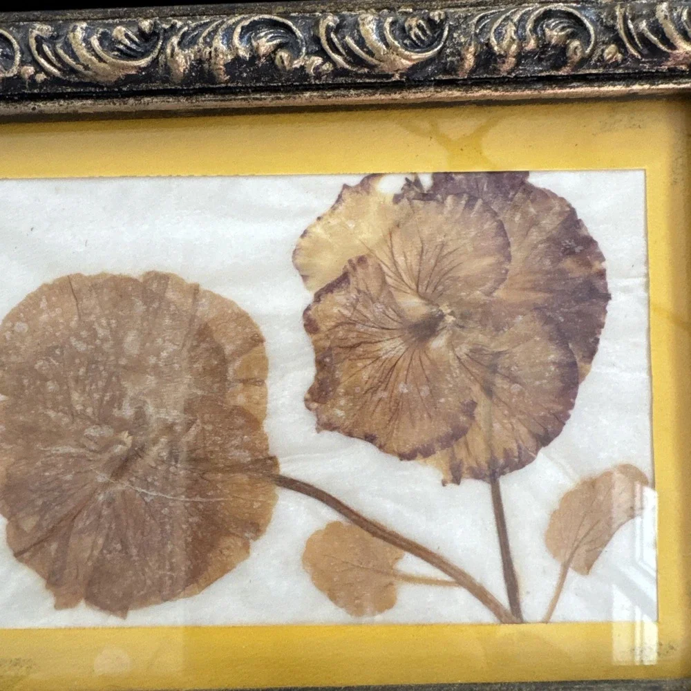 Vintage Pressed Flower Botanical Wall Art Lot of 4 Framed Nature Cottage Decor